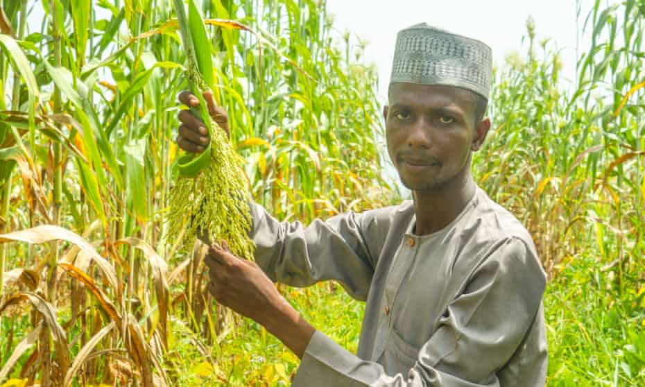 Daharu Isah on his farm in Gusau, Nigeria.