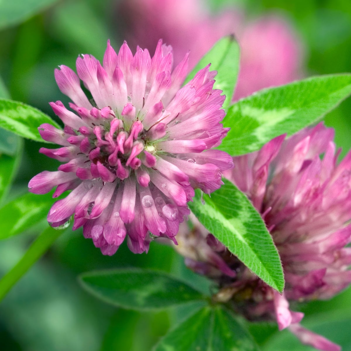 Name That Wildflower Wild Flowers The Guardian Name That Wildflower Wild Flowers The Guardian
