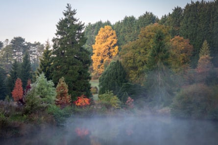 Various trees with some mist in the bottom of the picture