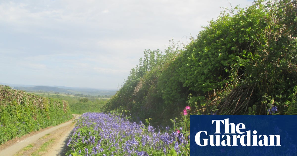 Country diary: The bluebells are back and the ferns are rampant