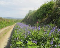 A dirt track runs between purple bluebells and a hedgerow, with rolling countryside beyond
