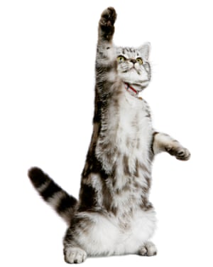 Practising for Cat Wimbledon: a British Shorthair kitten.