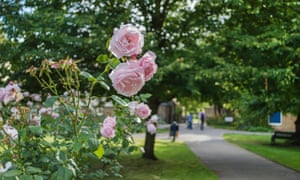 Pink roses at Morden Hall Park, London, UK.