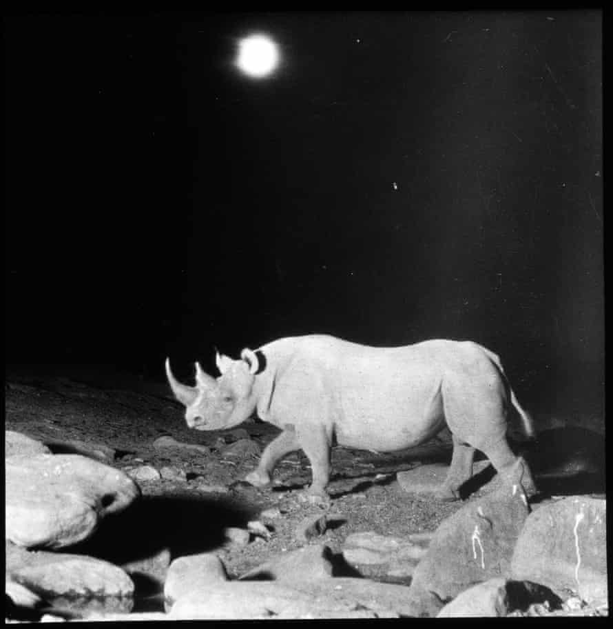 Rhino taken with flashlight