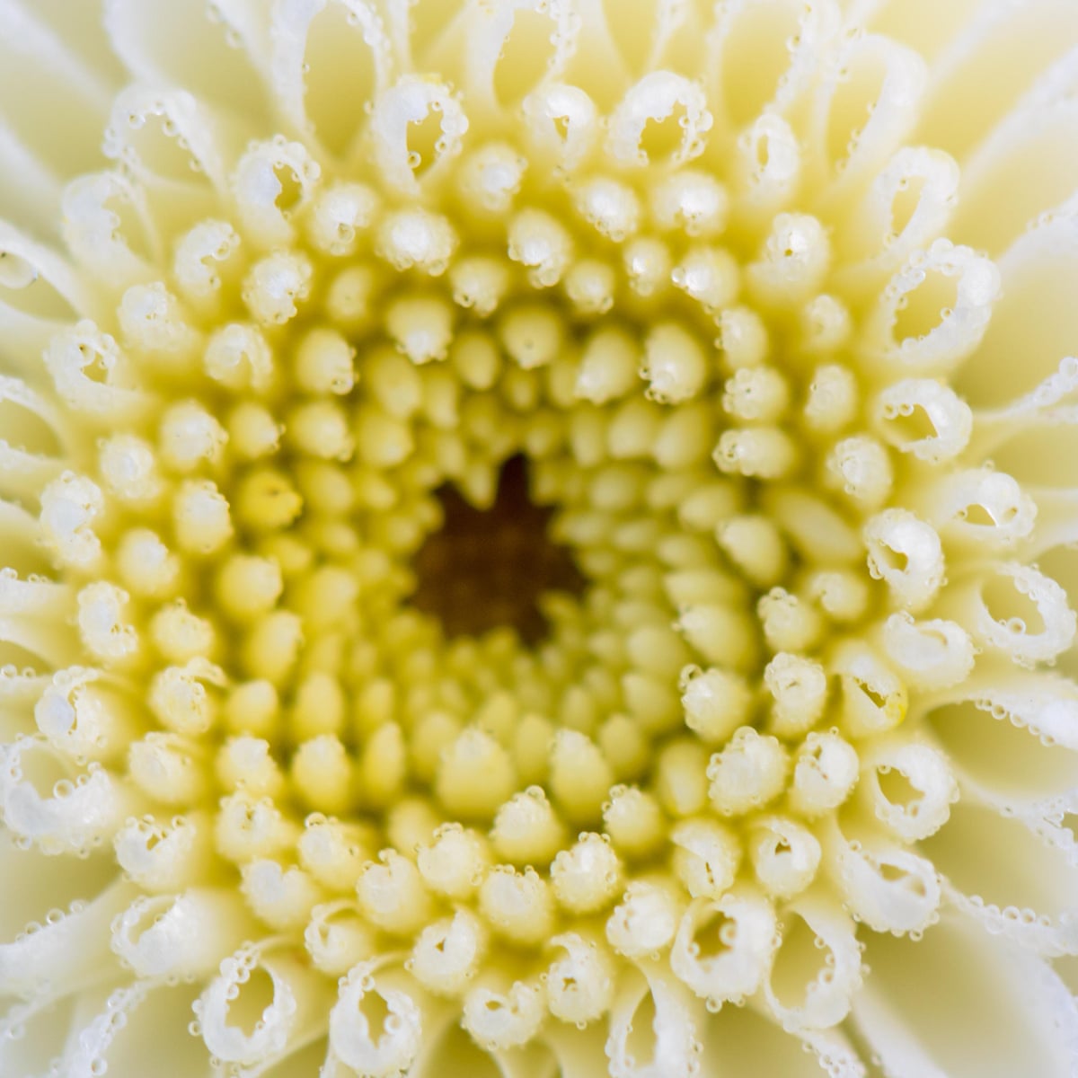White Chrysanthemum By Mary Lynn Bracht Review Korea S Pain Fiction The Guardian