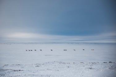 For centuries the local people have relied on the caribou for food, shelter and clothing, but the numbers of the Bathurst herd has declined by around 98% over the last 30 years