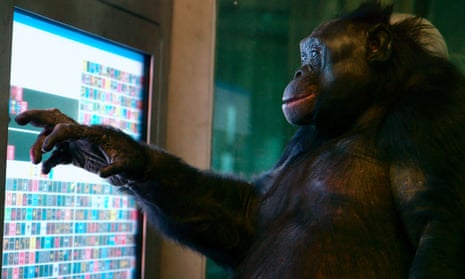 Bright student … a still from the BBC Storyville documentary Unlocking the Cage showing Kanzi the bonobo using a language computer. 