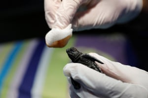 A wounded baby sea turtle is treated at the centre