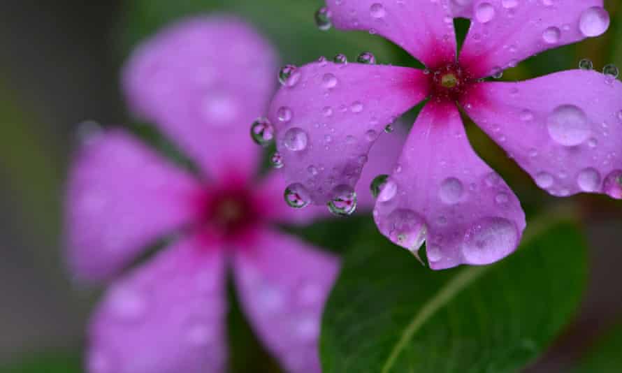 Madagaskar deniz salyangozu, Catharanthus roseus