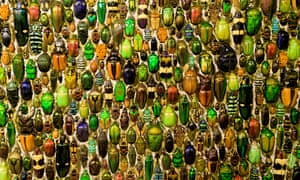 A colourful collection of beetles in Montreal's Insectarium