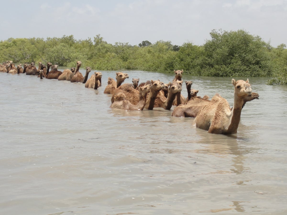 High and dry: will India's swimming camels be the last of their kind? | India | The Guardian