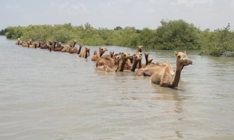 A herd of kharai camels