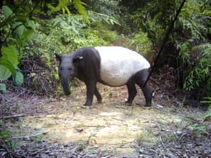 A Tapir photographed by a camera trap in Malaysia. A £2m scheme to create 10 new ‘bio-bridges’ which link up areas of rainforest to help wildlife has been launched by the Body Shop
