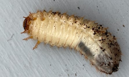 Country diary: A handful of rose chafer larvae is a reassuring promise | Insects | The Guardian Country diary: A handful of rose chafer larvae is a reassuring promise | Insects | The Guardian