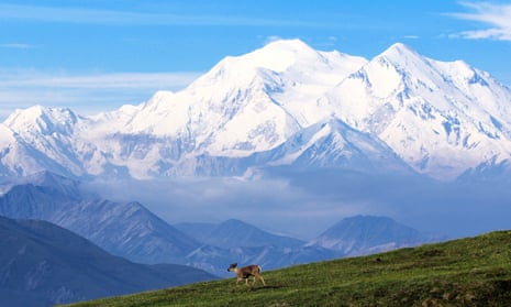 Denali – the tallest mountain in North America – rises in the distance behind a caribou.
