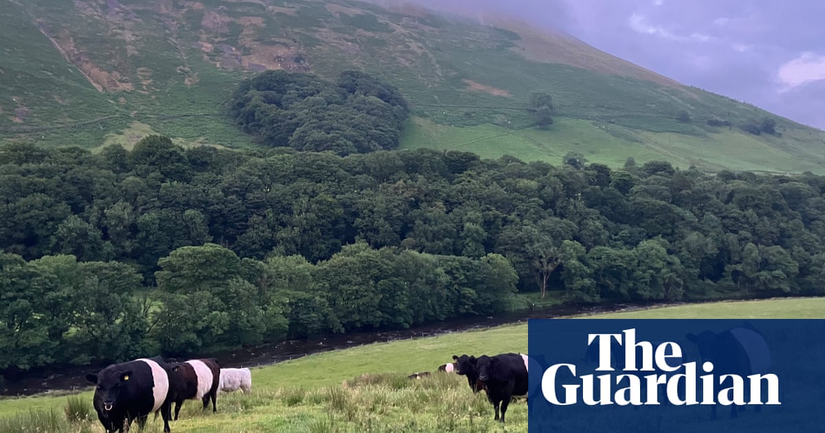 Country diary: A test of patience here on the farm | Farming Country diary: A test of patience here on the farm | Farming