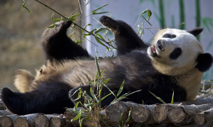 Chinese man wins $80,000 payout after being bitten by panda | China | The Guardian