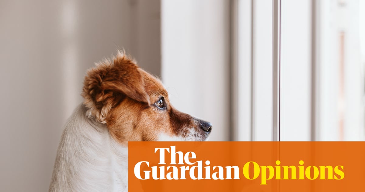 What happens to a dog when its owner can't leave hospital? | Ranjana Srivastava