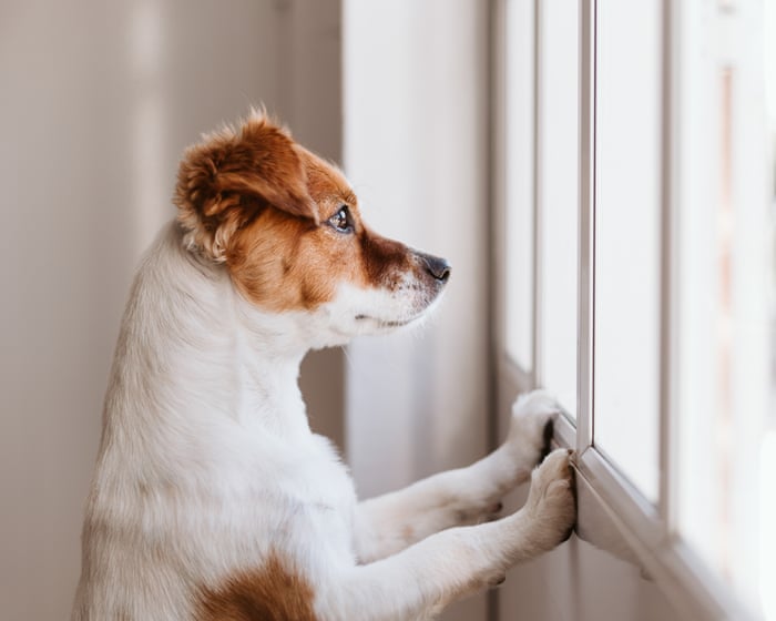 What happens to a dog when its owner can’t leave hospital? | Ranjana Srivastava