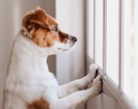 Perro parado en dos patas y mirando hacia otro lado por la ventana buscando o esperando a su dueño.