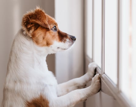 Dog stands on two legs and looks away at the window, looking for or waiting for his owner.