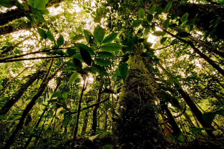 A cloud forest in the Sierra Nevada de Santa Marta, Colombia.