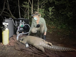 A pangolin in Gabon, Africa that has been anaesthetised so that it can be fitted with GPS