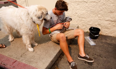 Volunteer Max Hamilton, of Redding, sits with rescued dogs.