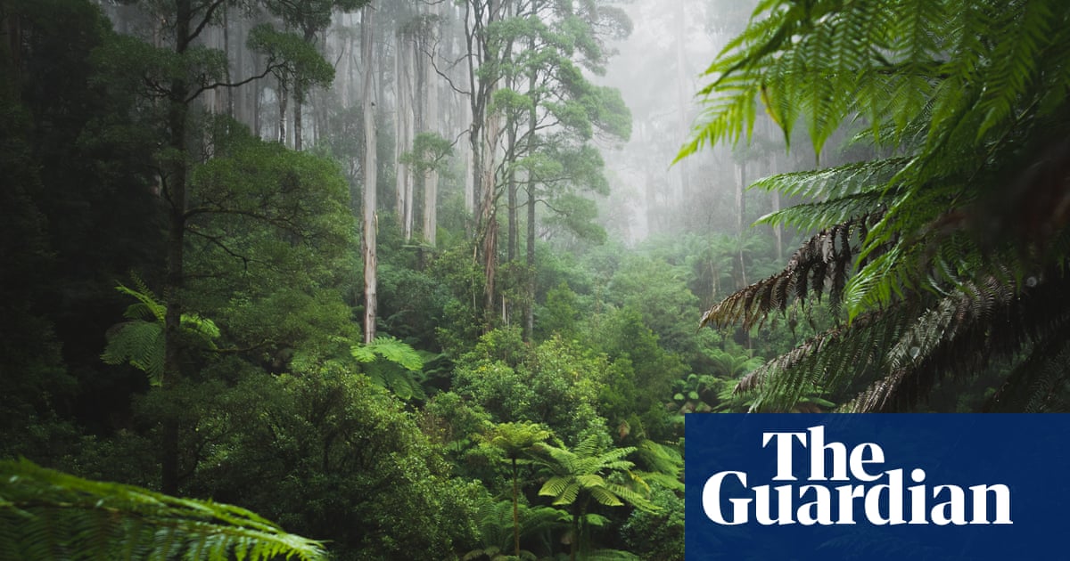 In the Green Heart by Richard Lloyd Parry review – neocolonial jungle fever