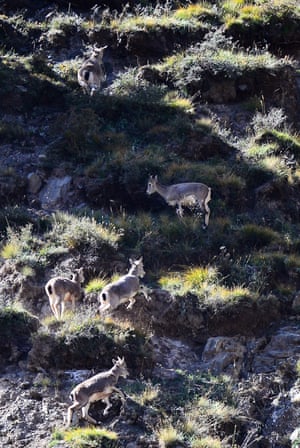 Blue sheep in Qilianshan national nature reserve in north-west China’s Qinghai province.