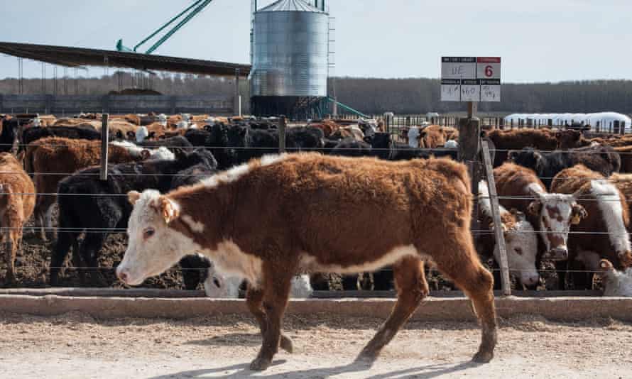 ‘There won’t be factory farms or abattoirs in 2050’: beef cattle in Argentina, a major cow-meat producer.