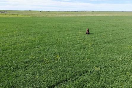 A brown grizzly bear can be seen in the distance of a green field