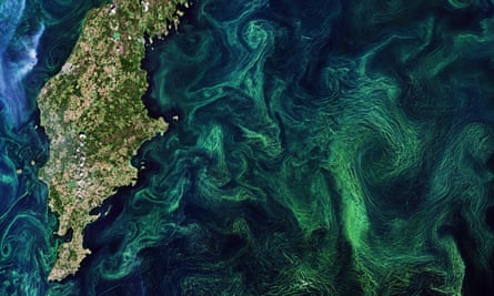 Algae blooms in the Baltic Sea.