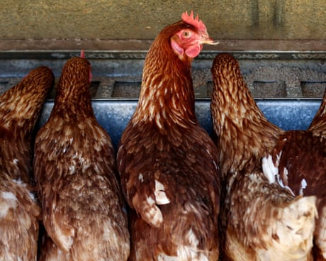 ISA Brown hens with speckled feathers gather at a metal feeder, one looking up alertly