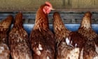 Australia news live: mass cull ordered to stop NSW bird flu outbreak; Mike Burgess appointed Asio chief for five more years