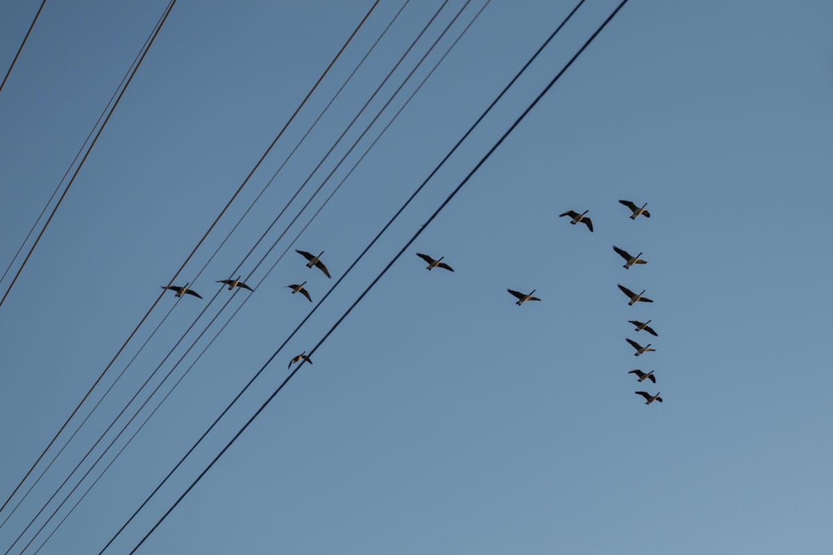 Geese fly in a V formation above power lines.