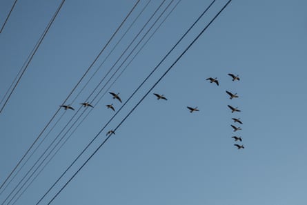 Geese fly in a V formation above power lines.