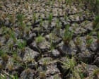 BoM forecasts strongest El Niño on record as research points to ‘alarming’ climate change influence BoM forecasts strongest El Niño on record as research points to ‘alarming’ climate change influence