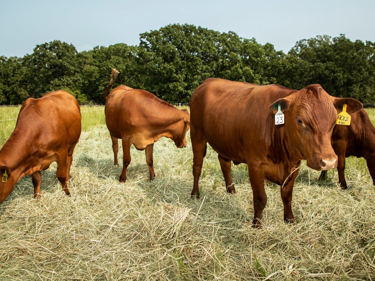 Meet the South Poll cow: the healthier, naturally raised cattle of the  future? | Farm animals | The Guardian