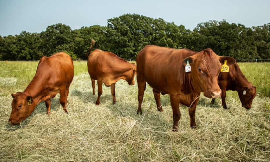 South Poll cows during the South Poll Field Day at Pooler Creek Farms in Copan, Oklahoma, in September.