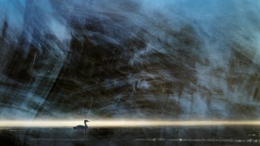 A great crested grebe on a lake under a dark sky
