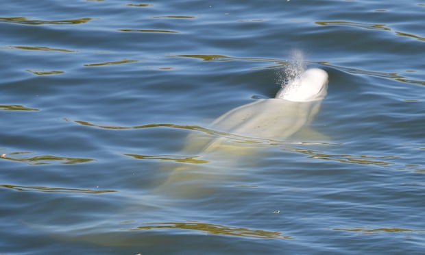 A beluga whale swims up the River Seine