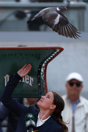 A pigeon swoops on the umpire’s chair on day two