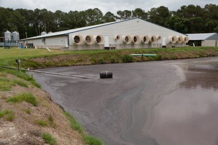 A lagoon of pig waste