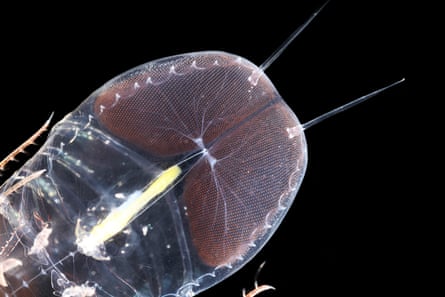 A transparent Cystisoma’s eyes with a black background