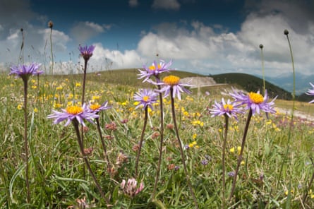 Alpine asters in Abruzzo.