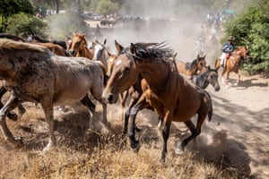 Horsemen known as ‘yeguerizos’ take part in the traditional ‘saca de las yeguas’ (collecting of horses) in Donana National Park in Hinojos, Huelva, Spain. Since 1504, the event has involved collecting semi-wild horses, which are then taken to Almonte town for cleaning and preparation before being sold. Horses that are not sold are returned to the park and freed to roam until the next year