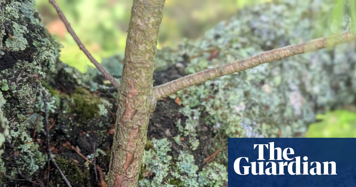 Country diary: Trees growing out of trees – the more I look, the more I find them | Merryn Glover
