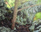 Country diary: Trees growing out of trees – the more I look, the more I find them | Merryn Glover
