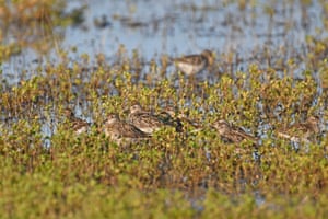 Maçaricos de cauda afiada